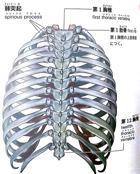 後面